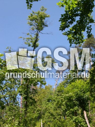 abgestorbene Bäume 1.jpg